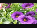 風見芳明