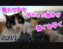 可愛い三毛子の野良猫事情【三毛猫が保護されるまで Part１】