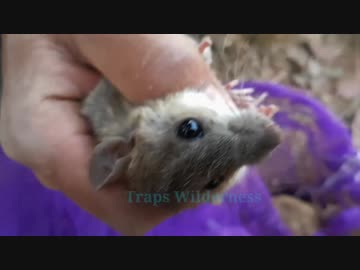 ホモと学ぶネズミ捕り