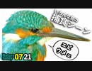 0721【いろんな鳥の捕食シーン】ツミとムクドリがセミ。カワセミがエビ、セキレイが羽虫を襲う！ニイニイゼミの鳴き声【今日撮り野鳥動画まとめ】身近な生き物語