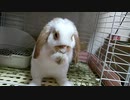 初めていちごを食べるうさぎさん
