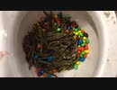 M&M'sとサヤインゲンをトイレに流してみた