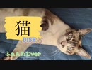 【ふぁんたむver】猫 / 歌ってみた