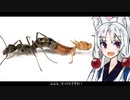 【トゲオオハリアリ】動物たちの性事情【VOICEROID解説】