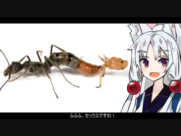 【トゲオオハリアリ】動物たちの性事情【VOICEROID解説】