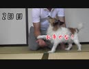 犬の芸達者ほふく前進を教えてみた2/12【ドッグトレーナー】