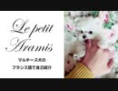 マルチーズのフランス語で自己紹介
