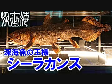 【でかい】シーラカンスを目の前で見て超興奮した話【深世海】part２
