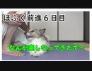 犬の芸達者ほふく前進を教えてみた6/12【ドッグトレーナー】