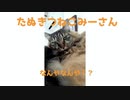 寝ているみーさんにちょっかい