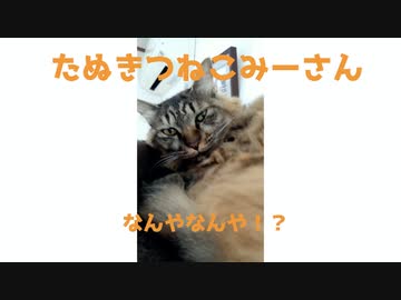 寝ているみーさんにちょっかい