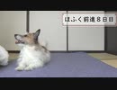 犬の芸達者ほふく前進を教えてみた8/12【ドッグトレーナー】
