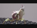 ［閲覧注意!!］再編集　ニセハナマオウ カマキリ（幼虫）にハエを与えてみた。( Idolomantis diabolica)