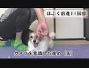 犬の芸達者ほふく前進を教えてみた11/12【ドッグトレーナー】