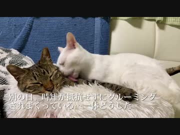 オス猫同士の愛情、滾りすぎてバトル化する