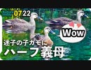 0722【迷子のカルガモ親子に義母マルガモ】ブルーベリー食べるスズメとムクドリ、カラスほわほわ【今日撮り野鳥動画まとめ】身近な生き物語