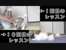 犬の芸達者ほふく前進を教えてみた１日目と１０日目の比較