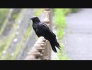 カラスがセミを捕食