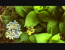 ロング「Lounge - Jazzy Feel 03」※Brass・00446