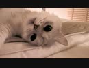 寝落ちする前の遊び方が可愛過ぎる　【黒目可愛い】