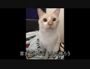 「猫」DISH//　ささや　フォロワーさんの猫たちと歌ってみた