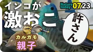 0723【増水カルガモ親子迷子合流？】カラスの捕食、カワセミも捕食、おまけ激おこサザナミインコ【今日撮り野鳥動画まとめ】身近な生き物語