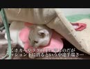 スネるネコチャンズ、人間の子供みたいになる