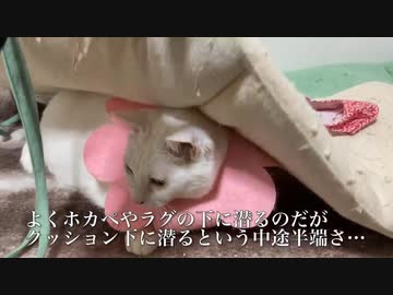 スネるネコチャンズ、人間の子供みたいになる