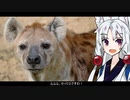【ブチハイエナ】動物たちの性事情【VOICEROID解説】