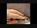 【ハムスター】さらちゃんのさらさら活動日記その21