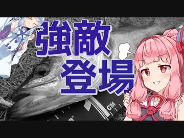 【お台場】琴葉姉妹とシーバスフィッシング！vol.2【居着き攻略】