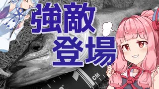 【お台場】琴葉姉妹とシーバスフィッシング！vol.2【居着き攻略】