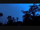 虫の鳴き声20200723-2【作業用BGM】