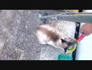 野良猫ブルース・野良猫保護計画　2020-07-23