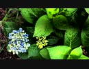 ロング「Lounge - Jazzy Feel 03」※Pads・00447