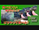 【クサガメカメコ】それ、どうやって食べる？ある日の食事 Reeves turtle