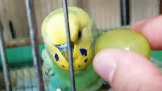 ブドウに求愛し始めたDTインコ