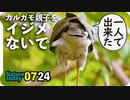 0724【カルガモ親子をイジメないで】幼ツミ初狩り成功！？捕食シーン。スズメバチの飛び方【今日撮り野鳥動画まとめ】身近な生き物語