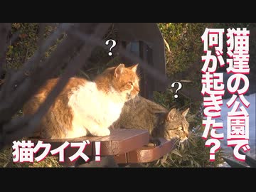 【猫クイズ】猫集会の公園、小さな事件が発生する