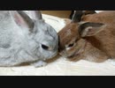 【うさぎ動画】うさぎスタイリッシュ自己紹介【#039】