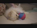 ボール遊び中にひっくり返ってしまったポメラニアンモモ