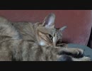 退屈なタタルさん　＃176