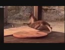 ホモと見る巨根肉弾戦.LiveLeak