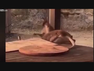 ホモと見る巨根肉弾戦.LiveLeak