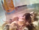 ホモと学ぶネズミvs二酸化炭素.NaHCO3+CH3COOH→CH3COONa+CO2+H2O