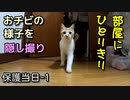 家猫になって初ごはん、初ちゅーる【野良猫の保護当日１】
