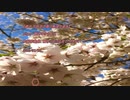 【結月ゆかり・IA】億千万回目の春に希望の音を　～Reunion cherry blossom～【オリジナル】