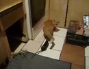 ネコｖｓネズミ　その３