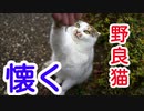 野良猫ちゃんと仲良くなろう大作戦･その１