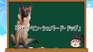 【ゆっくり解説】犬種３４：ジャーマン・シェパード・ドッグ